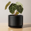 LE TAUCI 12 Inch Pots for Plants, Ceramic Plant Pots with Drainage Holes and Saucers, Elegant and Durable Large Plant Pot, Perfect for Home & Office Decor, White